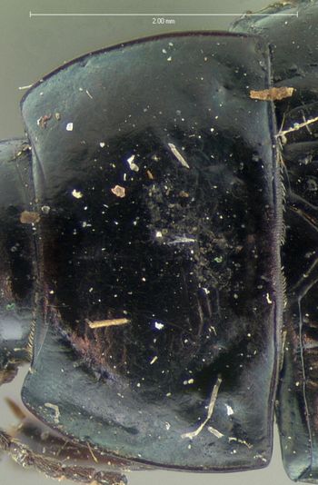 Media type: image;   Entomology 5684 Aspect: pronotum dorsal